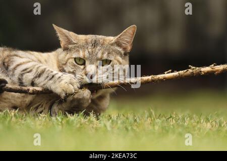 playing cat Stock Photo