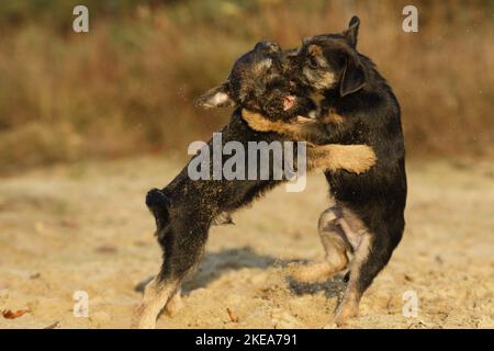 Border Terrier Puppies Stock Photo