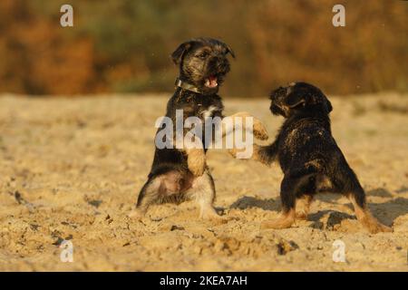 Border Terrier Puppies Stock Photo