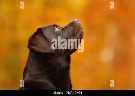 Labrador Retriever Portrait Stock Photo