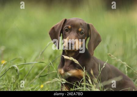 shorthaired Dachshund Puppy Stock Photo