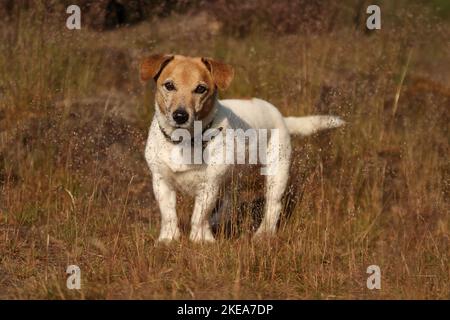 Jack-Russell-Terrier-Mongrel Stock Photo