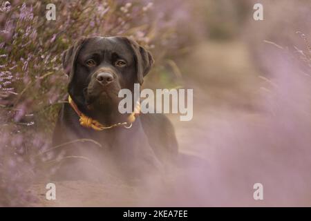 lying Labrador Retriever Stock Photo