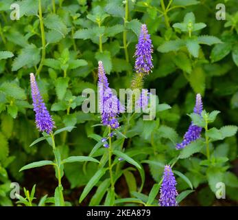 A closeup of Veronica spicata, spiked speedwell surrounded by green foliage. Stock Photo