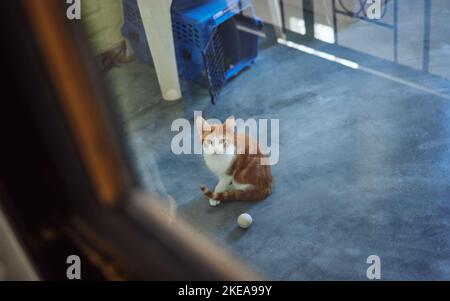 Cat, adoption and homeless charity pet at volunteering shelter for abandoned, rescue and foster animals. Curious, healthy and cute ginger kitten Stock Photo