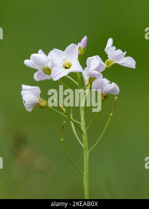 Cuckoo flower, Cardamine pratensis; flower head.  Norfolk  May Stock Photo