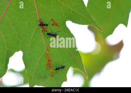 Sapling sycamore aphid, Drepanosiphum acerinum. Colony of aphids on the underside of a common maple leaf with ants. Stock Photo