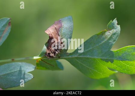 Symptoms of the fungal disease - rust on hawthorn leaves. Stock Photo