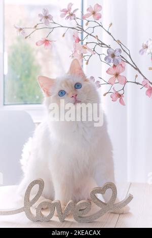 Ragdoll in studio Stock Photo