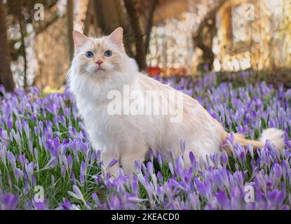 Ragdoll in spring Stock Photo