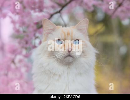 Ragdoll in spring Stock Photo