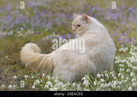 Ragdoll in spring Stock Photo