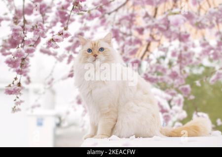 Ragdoll in spring Stock Photo