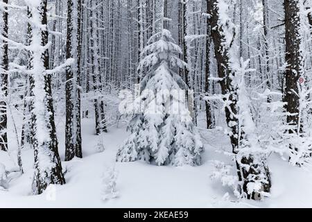 Pine trees full of snow in the deep forest during winter. Forest covered with snow. Very cloudy day. Scenic view like out of Narnia. Magical. Stock Photo