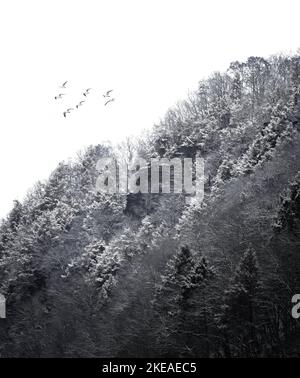 A vertical grayscale shot a small group of gulls flying over the hillside with dense vegetation. Stock Photo