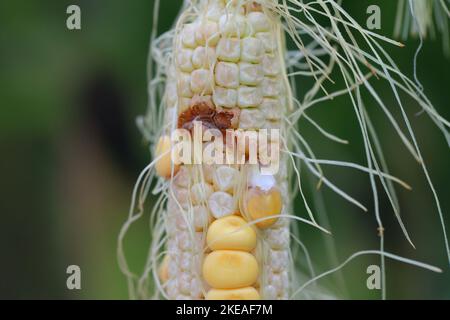 Maize, corn damaged by larva, caterpillar of European Corn Borer (Ostrinia nubilalis). It is a one of most important pest of corn crop. Stock Photo
