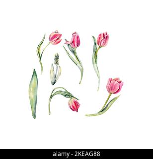 Hand drawn watercolor pink flowers tulips set . It's perfect for greeting cards, wedding invitation, birthday and mothers day cards. Watercolor Stock Photo