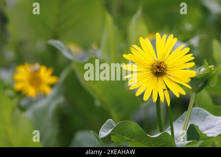 Jerusalem artichoke, Jerusalem artichoke, Sunroot, Sunchoke, Earth apple, Topinambour (Helianthus tuberosus), blooming, Germany, Bavaria, Isental Stock Photo