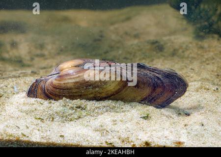 painter's mussel (Unio pictorum, Pollicepes pictorum), with visible cloak and siphon, Germany Stock Photo