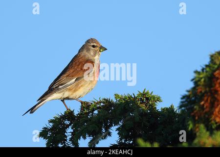 linnet (Carduelis cannabina, Acanthis cannabina, Linaria cannabina), male perched on a juniper, Sweden, Oeland Stock Photo