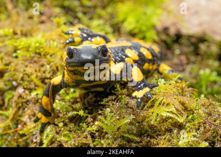 European fire salamander (Salamandra salamandra), male, Cave Animal of the Year 2023, Germany, Bavaria, Isental Stock Photo