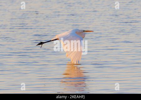 great egret, Great White Egret (Egretta alba, Casmerodius albus, Ardea alba), flying over the lake in the evening light, side view, Germany, Bavaria, Stock Photo