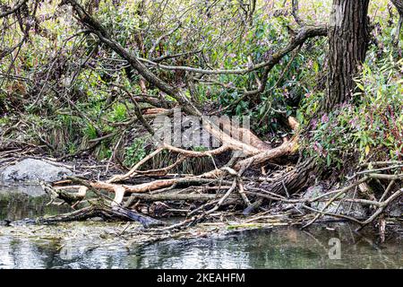 Eurasian beaver, European beaver (Castor fiber), peeled willow branches on brookside, Germany, Bavaria, Erdinger Moos Stock Photo