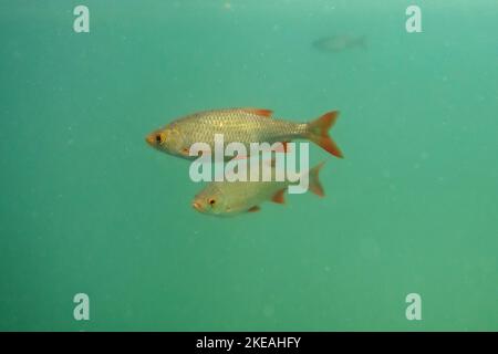 Greek Rudder Greek rudd (Scardinius graecus), swimming Stock Photo - Alamy