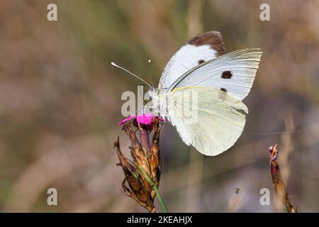large white (Pieris brassicae), sucking nectar on carthusian pink, side view, Germany, Bavaria Stock Photo