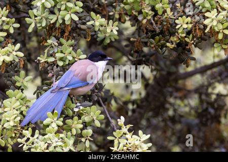 azure-winged magpie (Cyanopica cyanus, Cyanopica cyana), perched on a branch of a holm oak foraging, Spain, Extremadura, Caceres, Barruecos