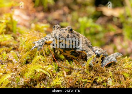 yellow-bellied toad, yellowbelly toad, variegated fire-toad (Bombina variegata), front view with characteristic colouration of the belly visible, Stock Photo