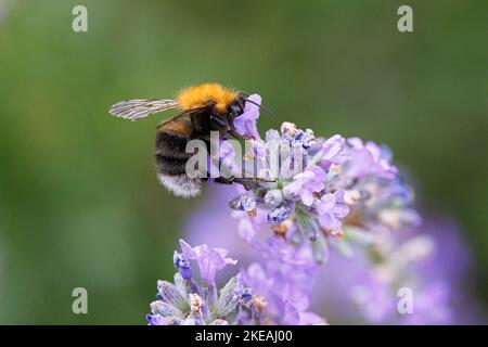 Tree Bumblebee, New Garden Bumblebee (Bombus hypnorum, Psithyrus hypnorum), sucks nectar from lavender, Germany, Bavaria Stock Photo