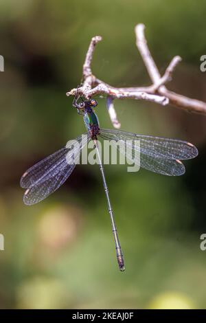 willow mererald damselfly (Lestes viridis, Chalcolestes viridis), male, Germany, Bavaria, Isental Stock Photo