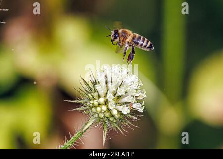 Small teasel, Yellow-flowered Teasel (Dipsacus pilosus), inflorescence with honey bee, pollinator, Germany, Bavaria Stock Photo