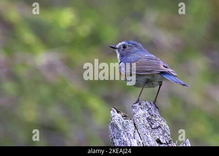 Red-flanked bluetail, Red-flanked bluetail (Tarsiger cyanur…