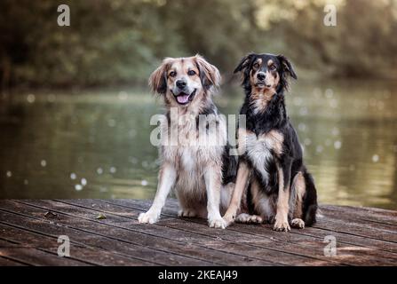 mongrels Stock Photo