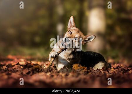 mongrel Stock Photo