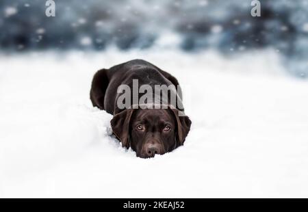 lying Labrador Retriever Stock Photo