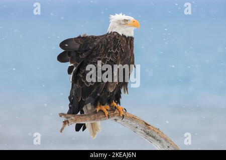 American bald eagle (Haliaeetus leucocephalus), perched on a dead branch in a snow flurry, USA, Alaska, Kachemak Bay Stock Photo