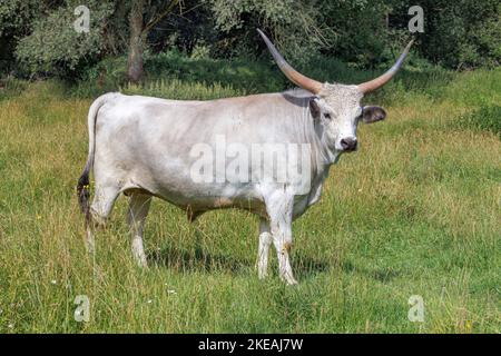Hungarian Steppe Cattle, Hungarian Grey Cattle, Hungarian Podolian Steppe Cattle (Bos primigenius f. taurus), adult male, Germany, Bavaria