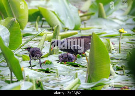 moorhen (Gallinula chloropus), adult with two chicks foraging on spatterdock leaves, Germany, Bavaria Stock Photo