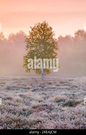 Birch with frost in the fog Stock Photo - Alamy