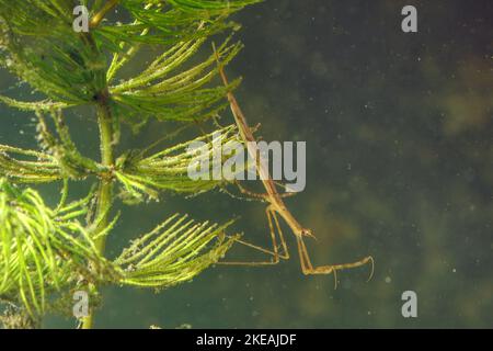 Water Stick Insect, Long-bodied Water Scorpion, Needle Bug (Ranatra linearis), lurking for prey, Germany Stock Photo