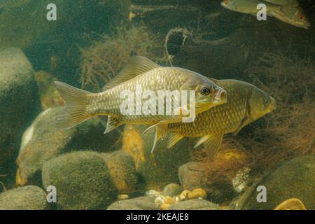 gibel carp, Prussian carp, German carp, Crucian carp (Carassius gibelio, Carassius auratus gibelio), two individuals, side view, Germany Stock Photo