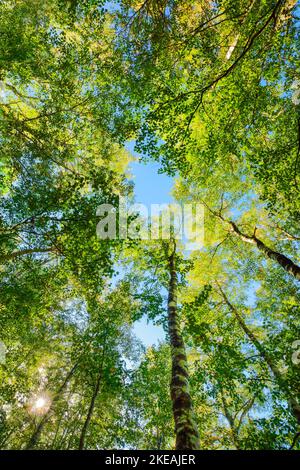 birch (Betula spec.), view into the tree tops in a birch forest, sun is shining through the leaf canopy, Switzerland, Kanton Jura Stock Photo