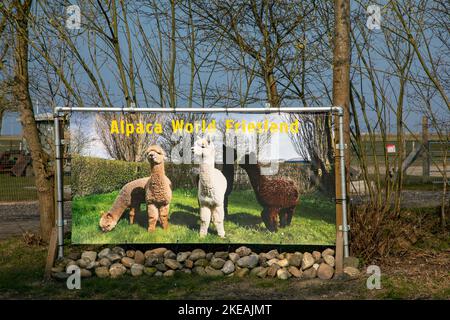 alpaca (Lama pacos, Vicugna pacos), Alpaka World Friesland, advertisement poster for alpaca breeding station, Netherlands, Frisia, Workum Stock Photo