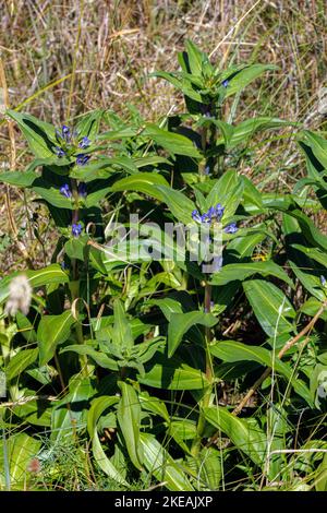 Cross-Leaved Gentian (Gentiana cruciata), blooming, Germany, Bavaria Stock Photo