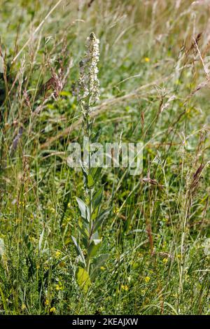 White mullein, Dark mullein (Verbascum lychnitis), blooming, Germany, Bavaria Stock Photo