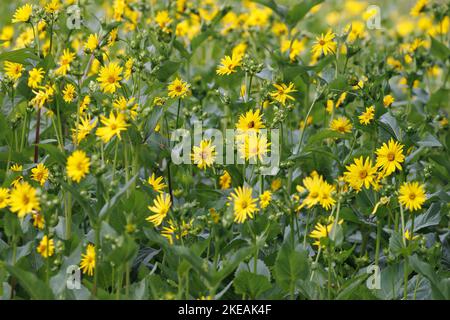 Jerusalem artichoke, Jerusalem artichoke, Sunroot, Sunchoke, Earth apple, Topinambour (Helianthus tuberosus), blooming field, Germany, Bavaria, Stock Photo