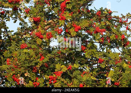 European mountain-ash, rowan tree (Sorbus aucuparia), red berries and leaves, Netherlands, Overijssel, Weerribben-Wieden National Park Stock Photo